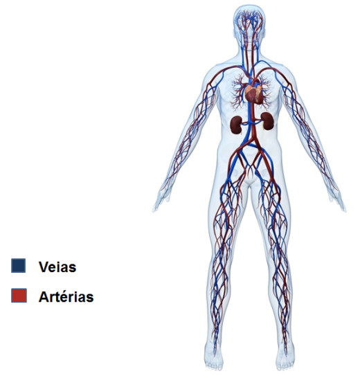 Arterias e Veias