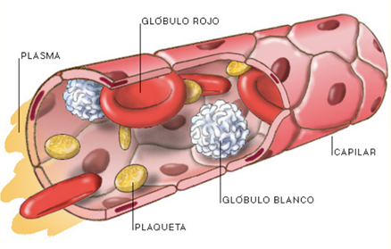 Celulas Sanguinea